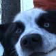Iditarod: The Alaskan Husky