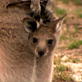 Happy Mother's Day: Kangaroos