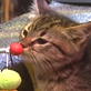Puppy Bowl III: Kitty Halftime Show