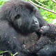 Gorillas in Peril: Health Check