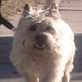 Breed All About It: Terrier Group