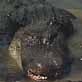 The Pet Psychic: Pop the Alligator