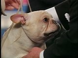 AKC/Eukanuba: Ozzie the French Bull Dog
