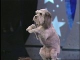 play video on Animal Planet