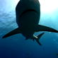 Best of Shark Week: Shark Attack Survivors