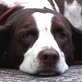 Breed All About It: English Springer Spaniel