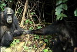 Almost Human: Chimps & Physical Contact