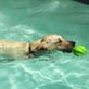 Petfinder: Pool Safety 2