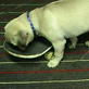 Bissell Pet Games Week 3: Trying to Skate Board