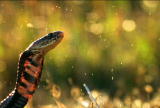 Fooled by Nature: Cobra