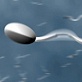 Sex and Intimacy: Sperm Facts