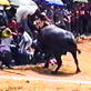 Untamed and Uncut: Gored By Water Buffalo