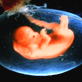 Ultimate Guide to Pregnancy: Month Three