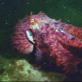 Untamed and Uncut: Octopus Attack