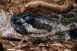 I Was Bitten: Rattlesnakes Make Bad Pets