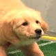 Puppy Bowl III: Barking and Wrestling