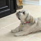 Petfinder: Attention Barking