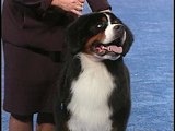 AKC/Eukanuba: Trooper the Bernese Mountain Dog