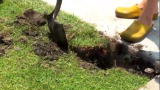 TreeHugger TV: Edible Estates