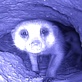 Meerkat Manor: Leadership