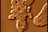100 Greatest Discoveries Shorts: Microorganisms