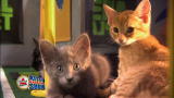 Puppy Bowl V: Kitty Half-time Show