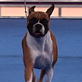 AKC/Eukanuba: Monroe the Boxer