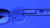 Brink News: Designer Babies