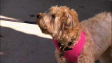 It's Me or the Dog: Housetraining Zoey