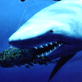 Shark Week Viewers Choice: Sharks of the Pacific Clip 1
