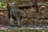 What's To Love: Giant Anteater