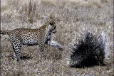 Nature's Most Amazing Events: Leopard vs. Porcupine