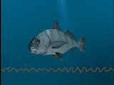 Discoveries This Week: Fish Mating Calls