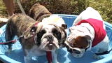 The Daily Treat: Running of the Bulldogs