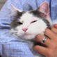 Petfinder: Cat Parasites