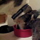 Bissell Pet Games Week 6: Dinner with Howie and Leia