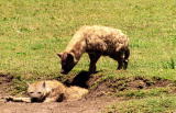 Fooled by Nature: Hyena Courtship