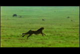 Survival Guide: Serengeti: Cheetah Spine Tail