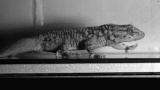 News: Gecko Feet Sticky from Gravity