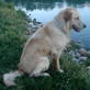 Bissell Pet Games Week 6: Brooklyn the Diving Dog!!!