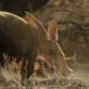 play video on Animal Planet