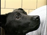 Animal Cops Detroit: Midnight