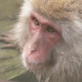 Discovery Atlas: Snow Monkeys