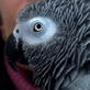 Extraordinary Animals: Bird Brainiac