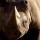 play video on Animal Planet