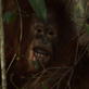 Orangutan Island: Funny Moments