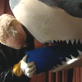 Best of Shark Week: MythBusters: Jaws Special