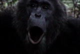 Almost Human: Chimps Power