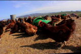 G-Word Online: Keep It Green Farm