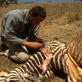 Man vs. Wild: Zebra